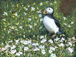 Puffin With Sea Campion