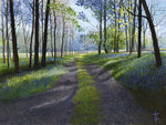 Shadows in the Bluebell Wood