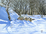Sheep In The Snow