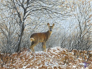 Roe Deer In The Snow